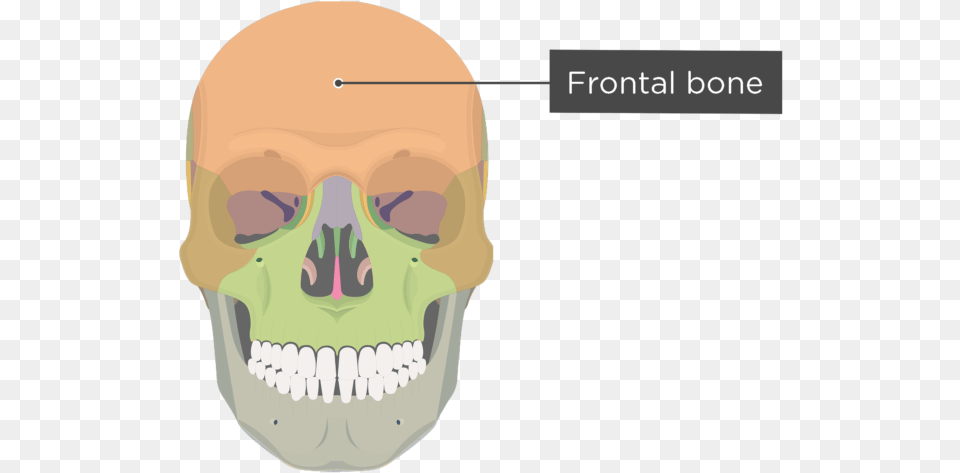 Skull Bones Anterior View Frontal Bone Divisions Skull Bone Markings, Body Part, Mouth, Person, Teeth Free Png
