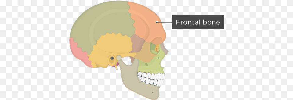 Skull Bones Lateral View Frontal Bone Divisions Temporal Bone Lateral View, Head, Person, Chart, Plot Free Png