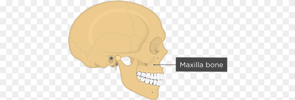 Skull Bones Lateral View Maxilla Bone Skull, Body Part, Mouth, Person, Teeth Free Png