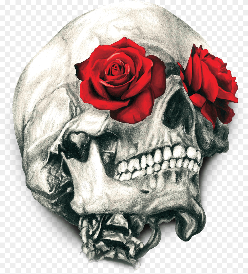 Skull Calavera T Shirt Human Rose Symbolism Clipart Skull And Rose Stickers, Flower, Plant, Petal, Flower Arrangement Png Image