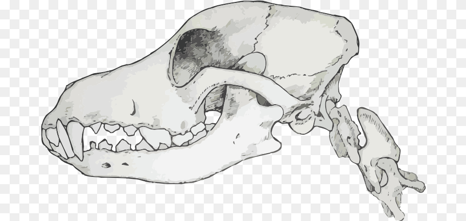 Skull Canine Skull, Ct Scan, Person Png Image