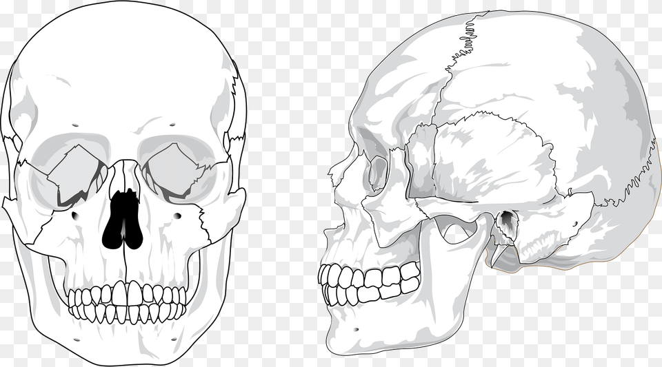 Skull Clipart, Head, Person, Face Free Png Download