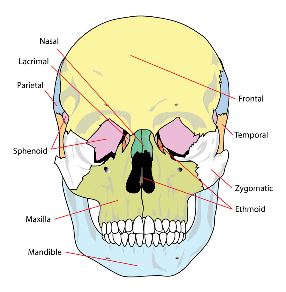 Skull Clipart, Body Part, Mouth, Person, Teeth Png Image
