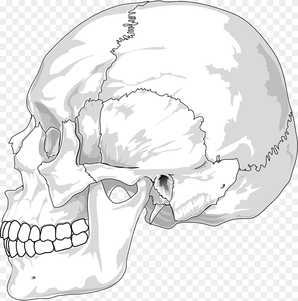 Skull Clipart, Art, Drawing, Head, Person Free Png