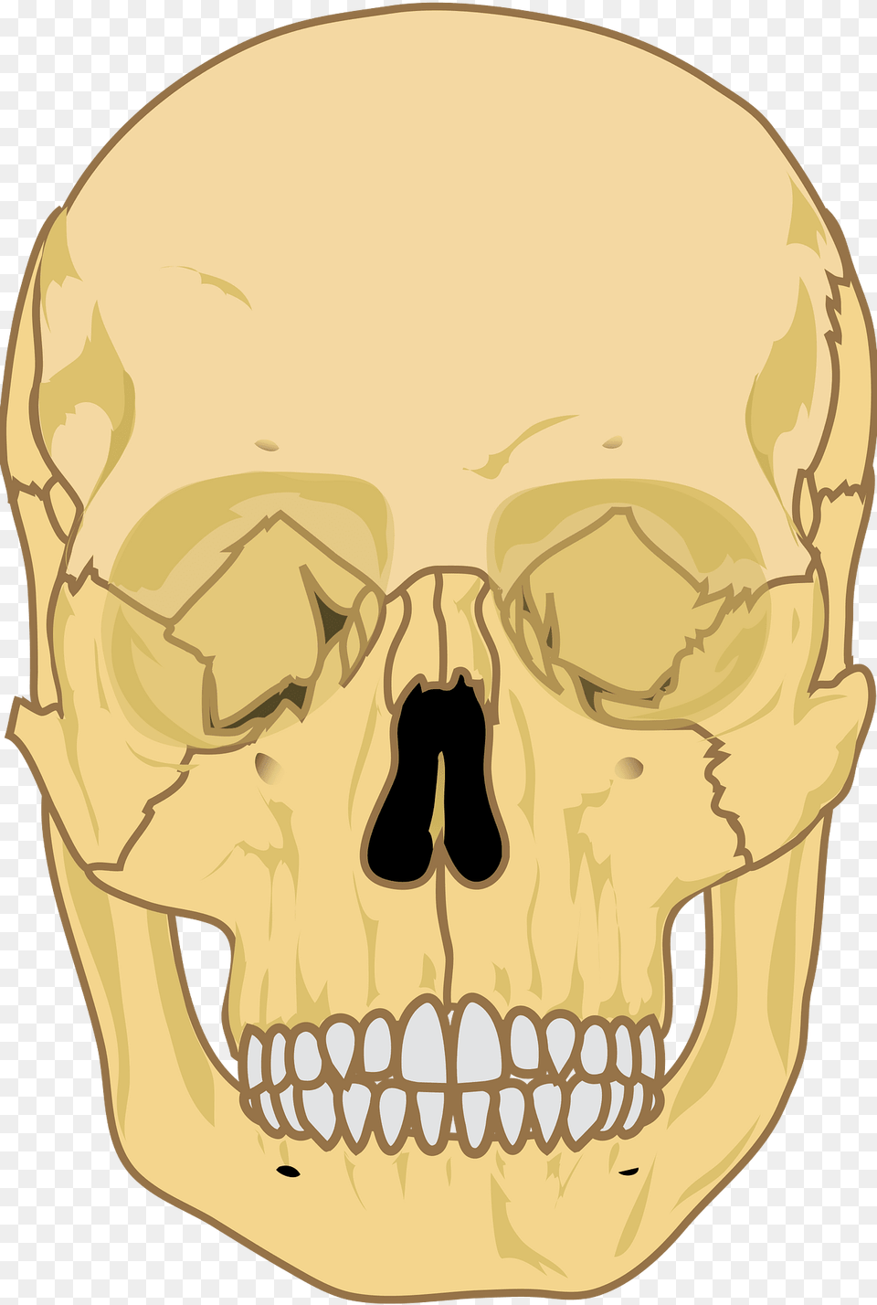 Skull Clipart, Head, Person, Face Free Transparent Png