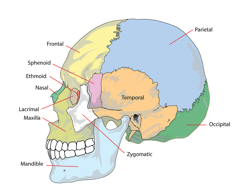 Skull Clipart, Chart, Plot, Map, Diagram Free Transparent Png