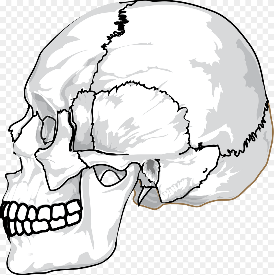 Skull Clipart, Person, Art, Drawing, Head Free Transparent Png