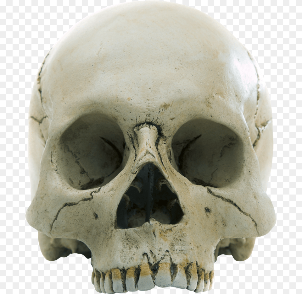 Skull Download Image With Transparent Background Genesis Plague An Ancient Myth A Deadly Curse A, Person, Head, Face Free Png