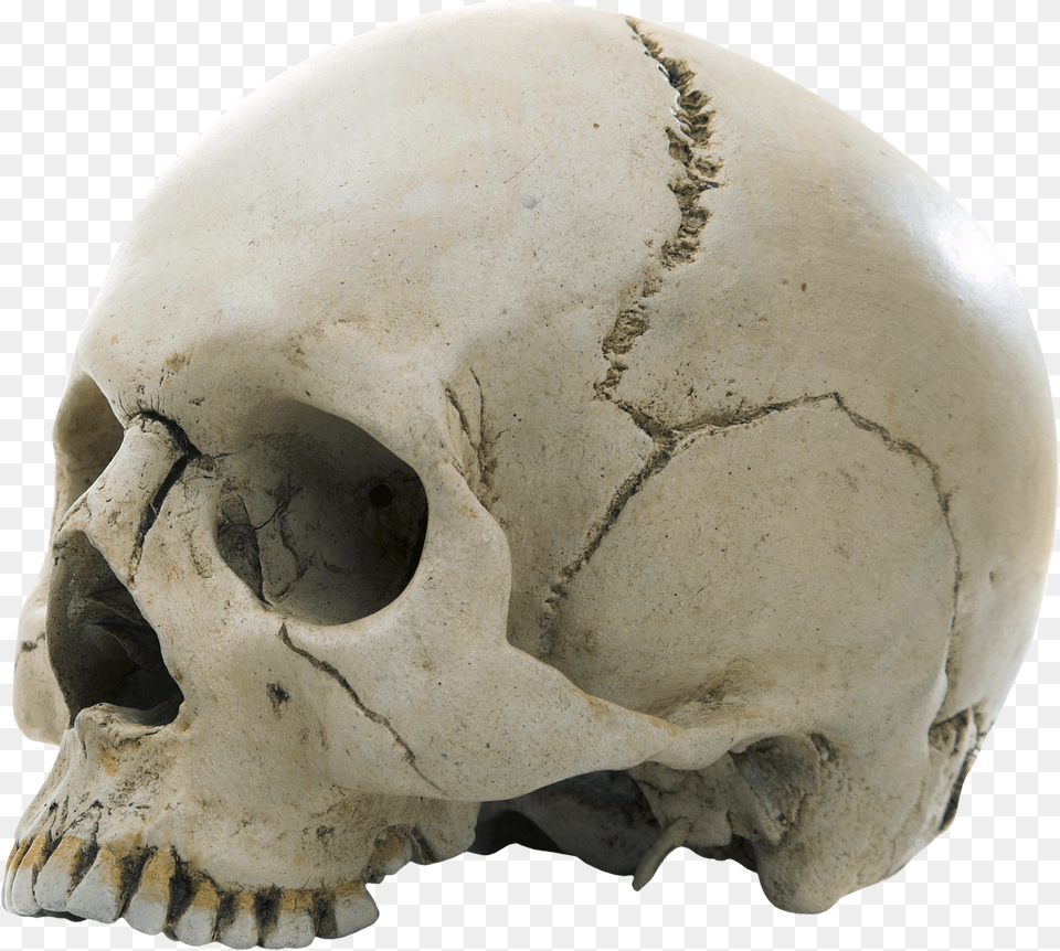 Skull Example Of The Fixed Joint, Person, Face, Head Free Transparent Png