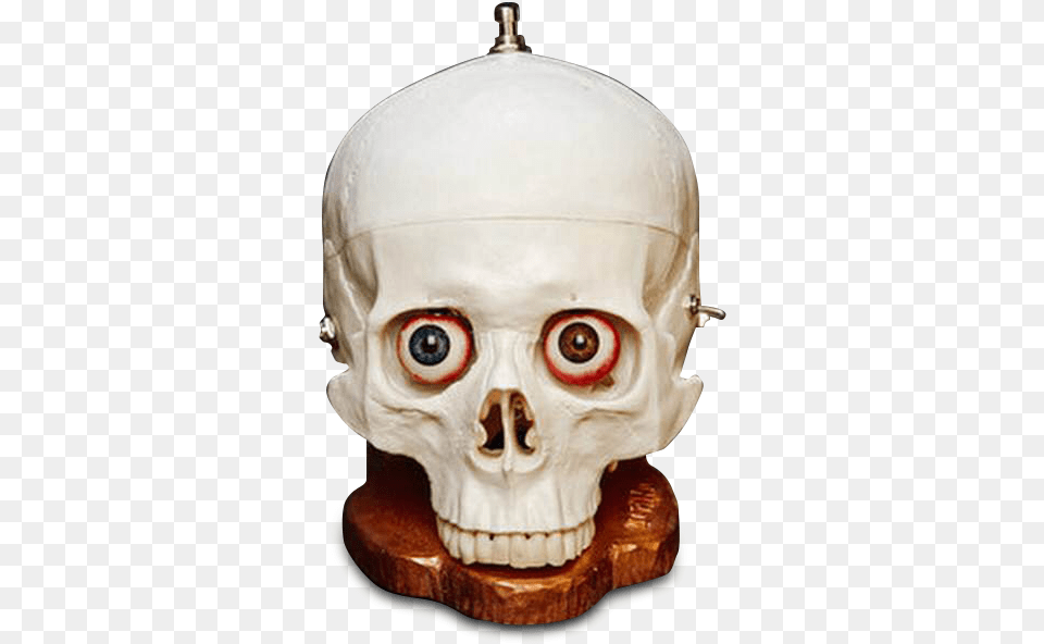 Skull Fuzz, Art, Porcelain, Pottery, Baby Free Png