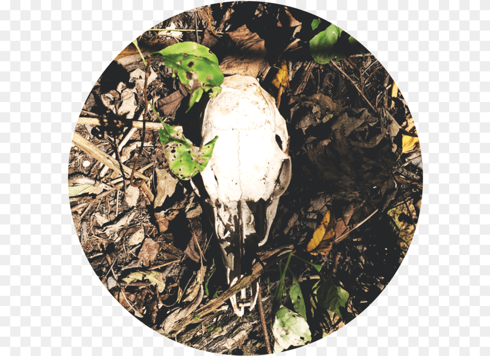 Skull Grass, Leaf, Plant, Soil, Vegetation Free Transparent Png