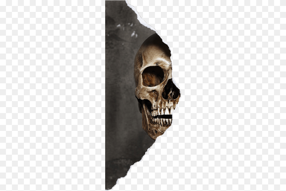 Skull Halfskullface Halfskull Skullface Smokeskull Woman Half Face Skull, Animal, Kangaroo, Mammal Png Image