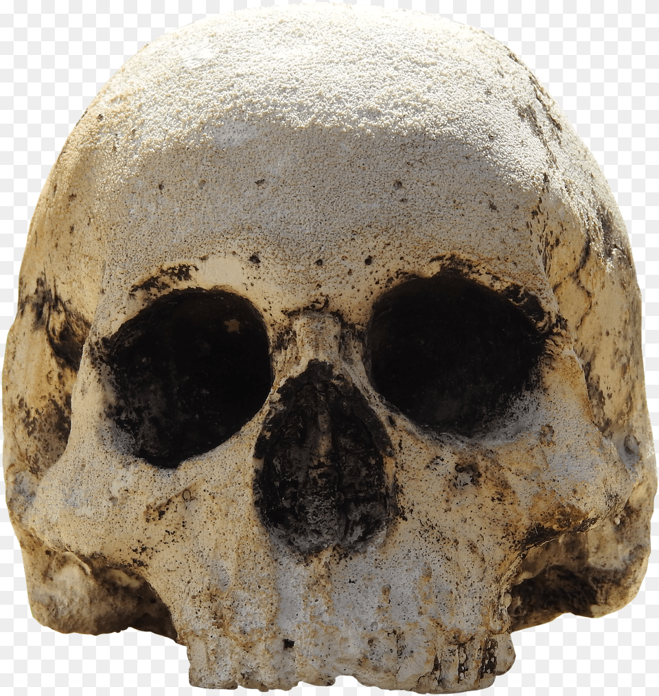 Skull Head Skull And Crossbones Weird Bone Squelette Tte De Mort, Archaeology, Person, Face Free Transparent Png