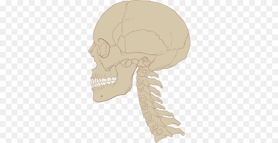 Skull Human And Cervical Spine Human Skull And Spine, Baby, Person, Face, Head Png Image