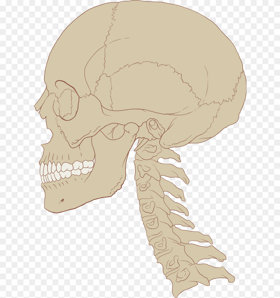 Skull Human And Cervical Spine Skull And Cervical Spine, Baby, Person, Face, Head Free Transparent Png