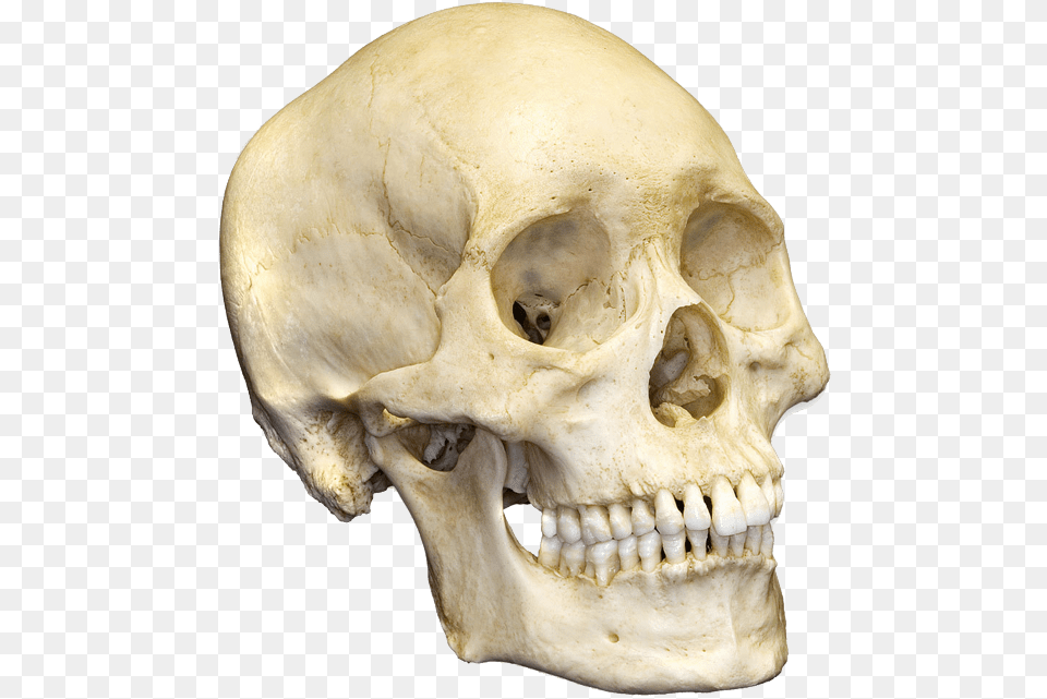 Skull Human Skull, Head, Person, Face Png