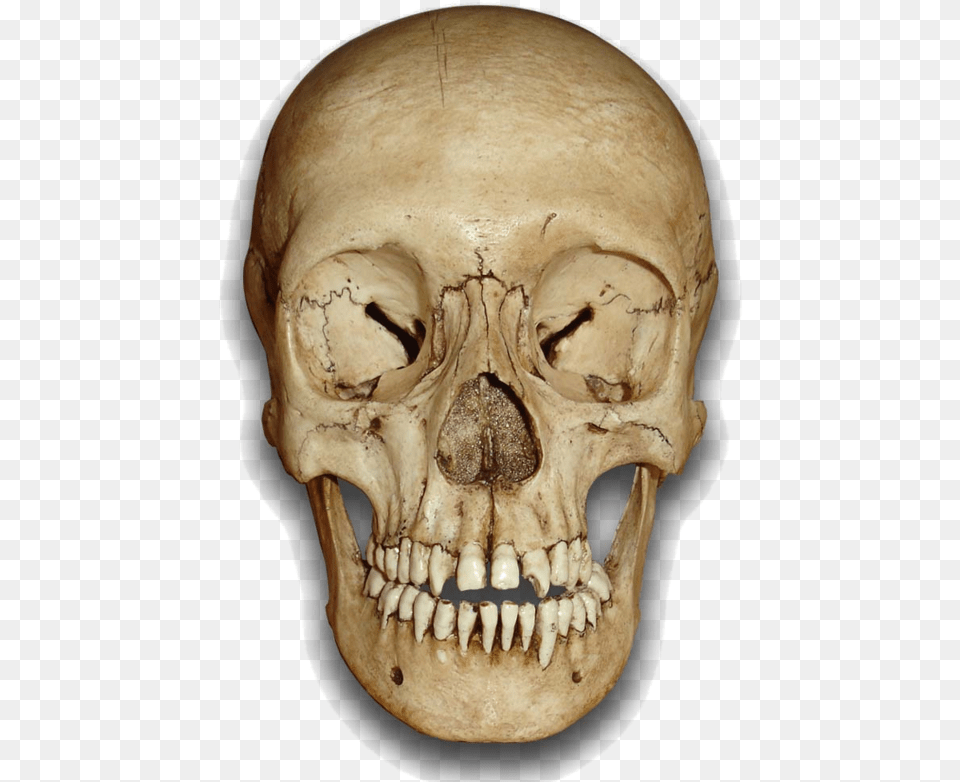 Skull Human Skull Front, Head, Person, Face Png