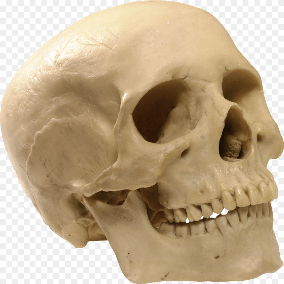 Skull Image, Head, Person, Face Png