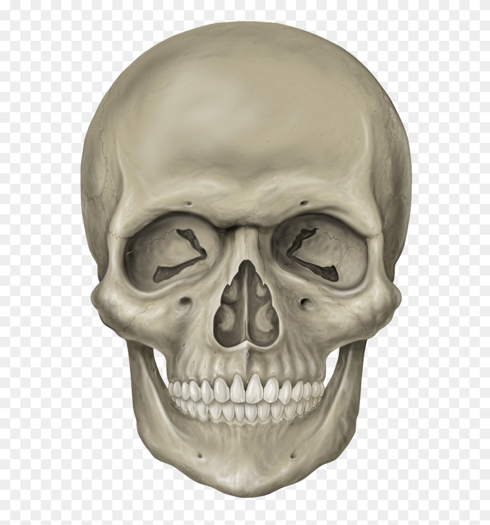 Skull Image, Head, Person, Baby, Face Free Png Download