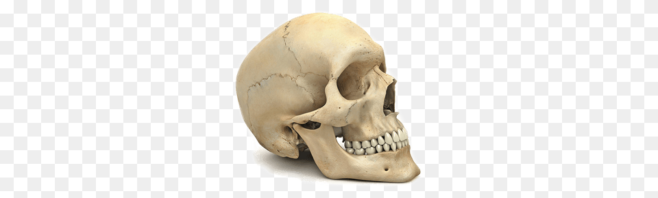 Skull Head, Person, Face Png Image