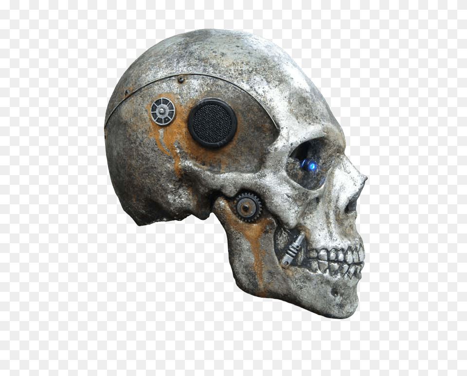 Skull Image, Helmet, Animal, Bear, Mammal Free Png