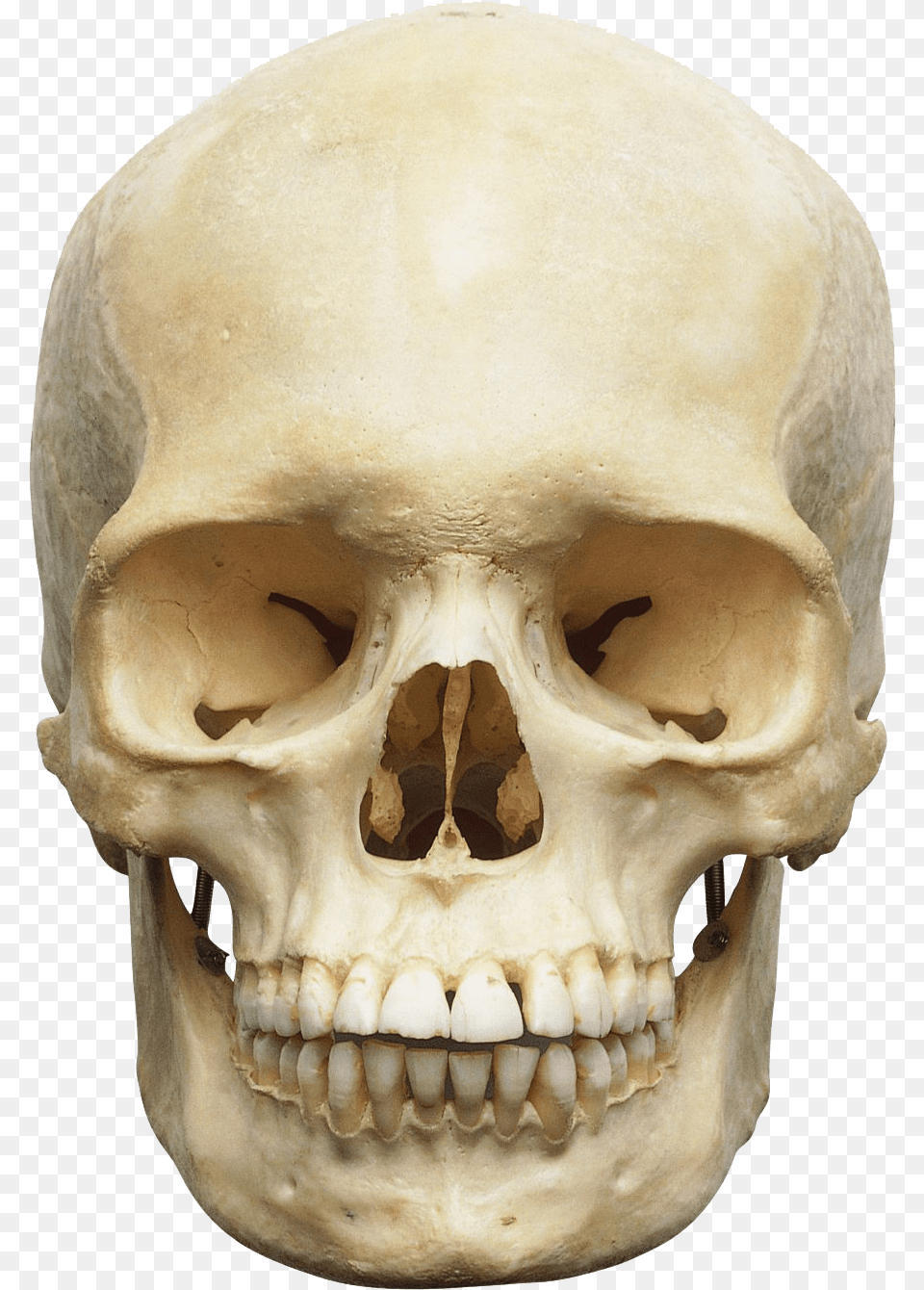 Skull Image, Head, Person, Face Png