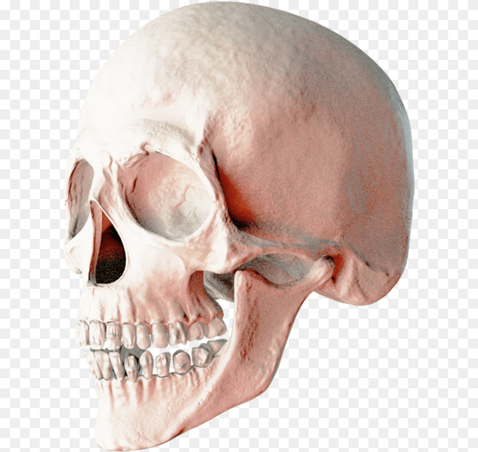 Skull Human Skull, Head, Person, Adult, Face Png Image