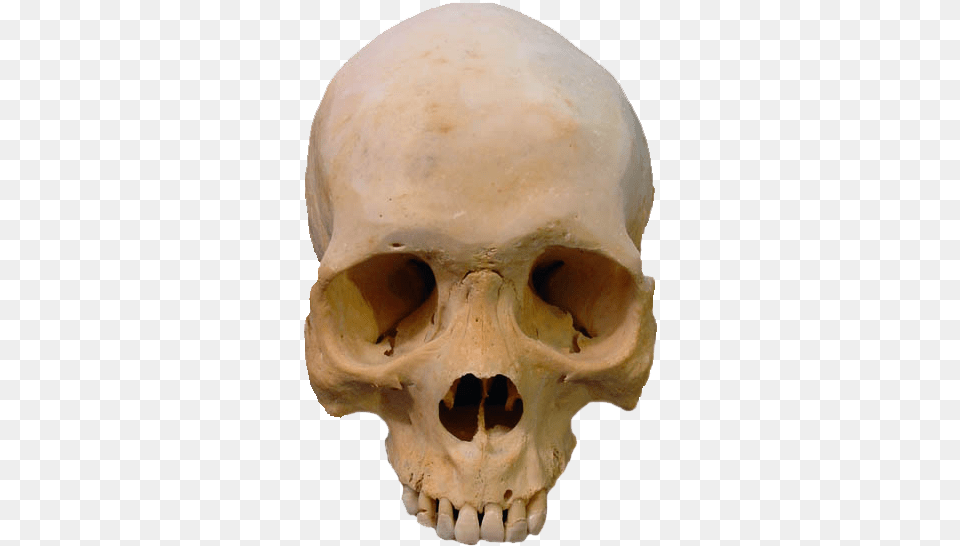 Skull Image Real Human Skull, Head, Person Free Png Download