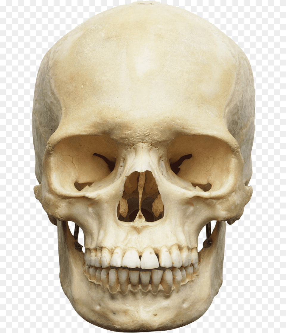 Skull Image Skeleton Head, Person, Face Png