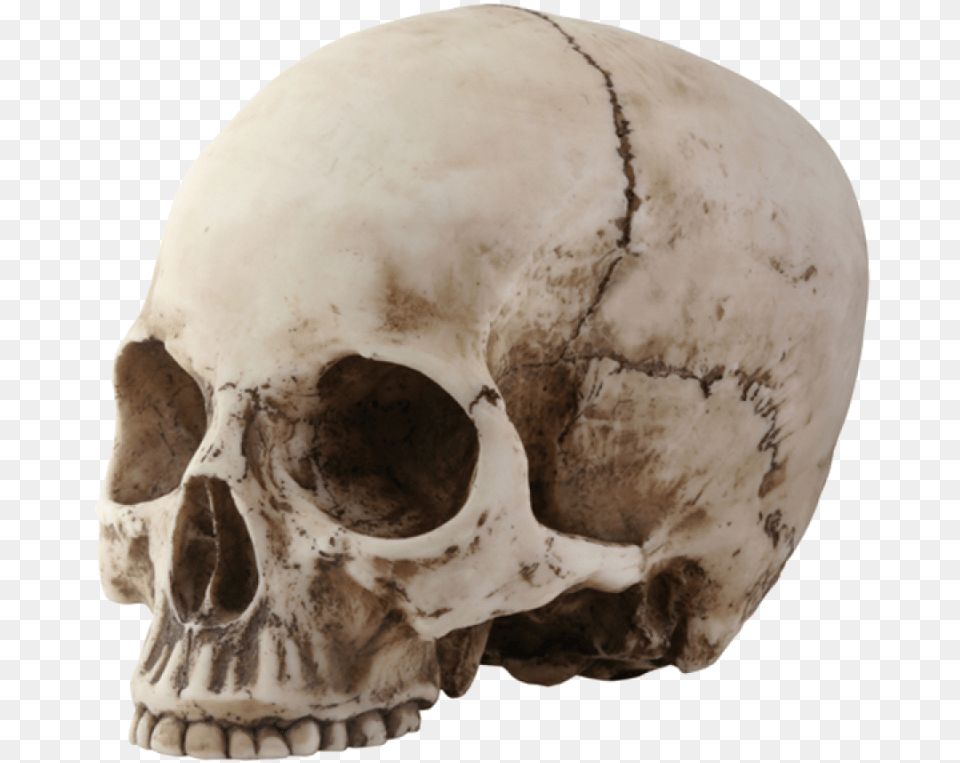 Skull Image Skeleton Head, Person Free Png