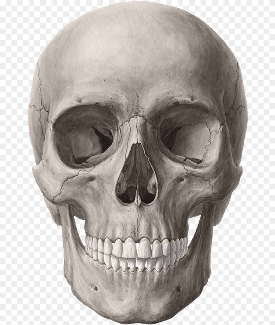 Skull Transparent Background Skull, Head, Person, Face Png Image