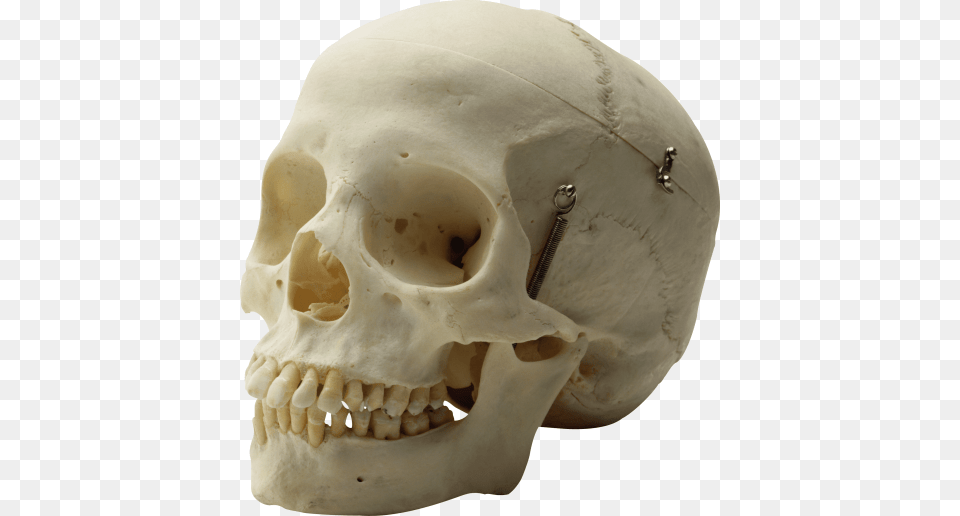 Skull Images Skull, Head, Person, Face Free Transparent Png