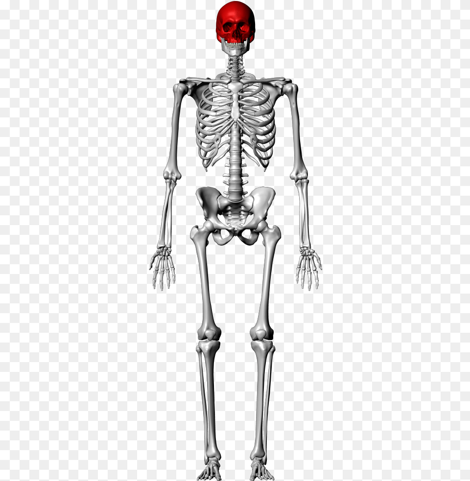 Skull Labeling Quiz Femur Skeleton, Person Free Transparent Png