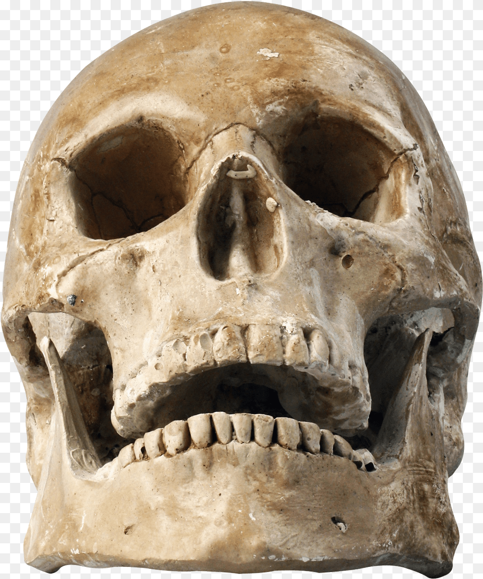 Skull Laugh Skeleton Skull, Head, Person, Archaeology, Face Png Image