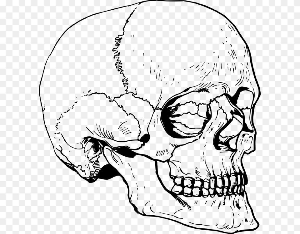 Skull Nose Ear Head Skeleton Skeleton Head 3d Drawing, Gray Free Png