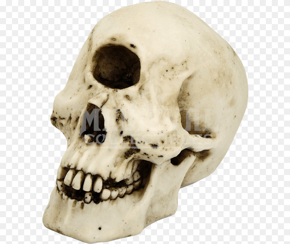 Skull Of The Cyclops Polyphemus Skull Of A Cyclops, Head, Person, Face Free Png