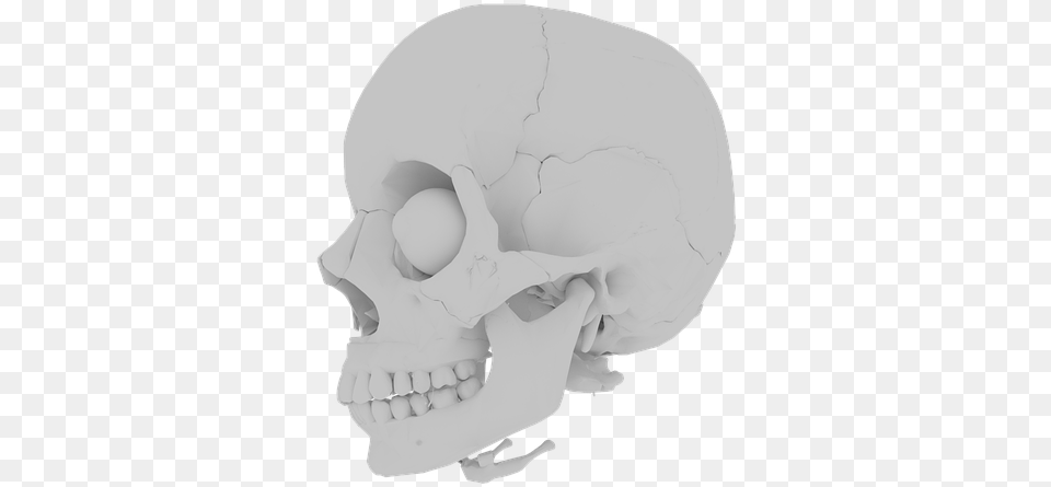 Skull Orbit Skeleton Bone Teeth Medical Human Skull, Art, Baby, Person, Head Png