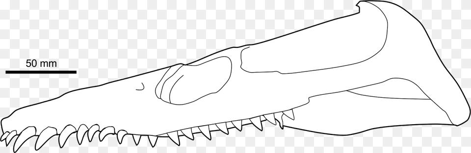 Skull Reconstruction Of Leptocleidus Capensis An Early Fang, Animal, Fish, Sea Life, Shark Png Image