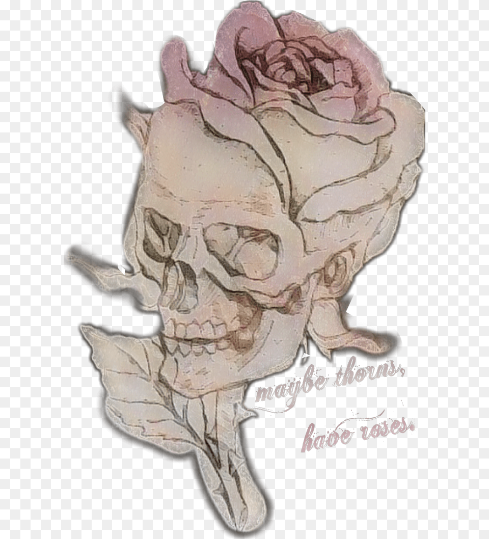 Skull Remix Roses Thorns Thornshavrroses Rose Illustration, Art, Baby, Person, Drawing Free Png Download