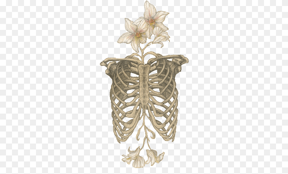 Skull Skeletal Anatomy And Nature, Flower, Plant, Petal, Accessories Png Image