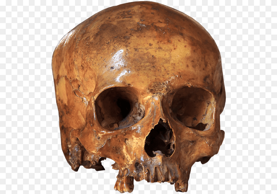 Skull Skeleton Bone Anatomy Brain Skull Horror Iphone X Wallpapers 4k Skull, Person, Face, Head Free Transparent Png