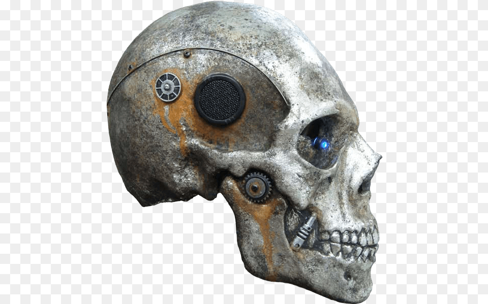 Skull Skeleton Head Cb, Helmet, Animal, Fish, Sea Life Free Transparent Png