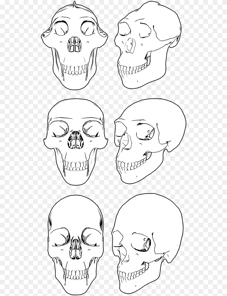 Skull Skulls Skeleton Craneo De Cavernicola, Art, Drawing, Face, Head Free Png
