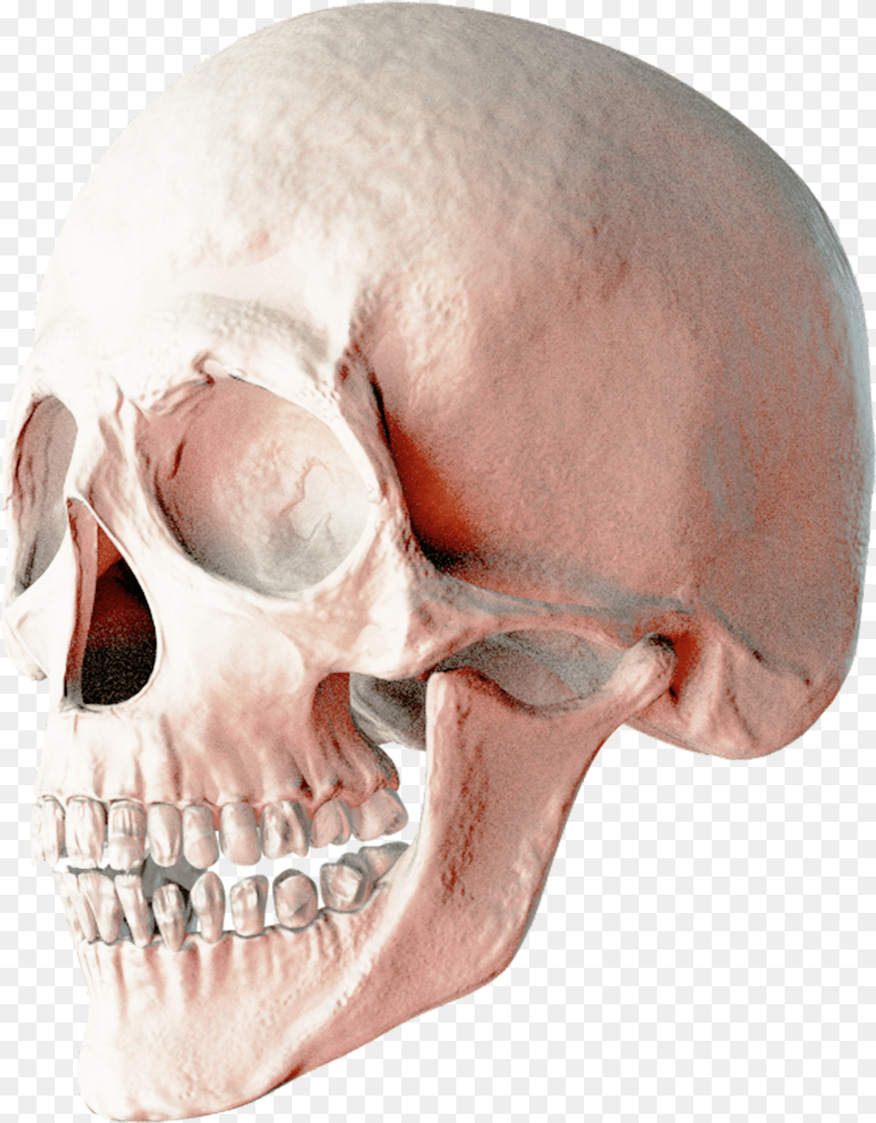 Skull Transparent Skull, Head, Person, Adult, Face Free Png