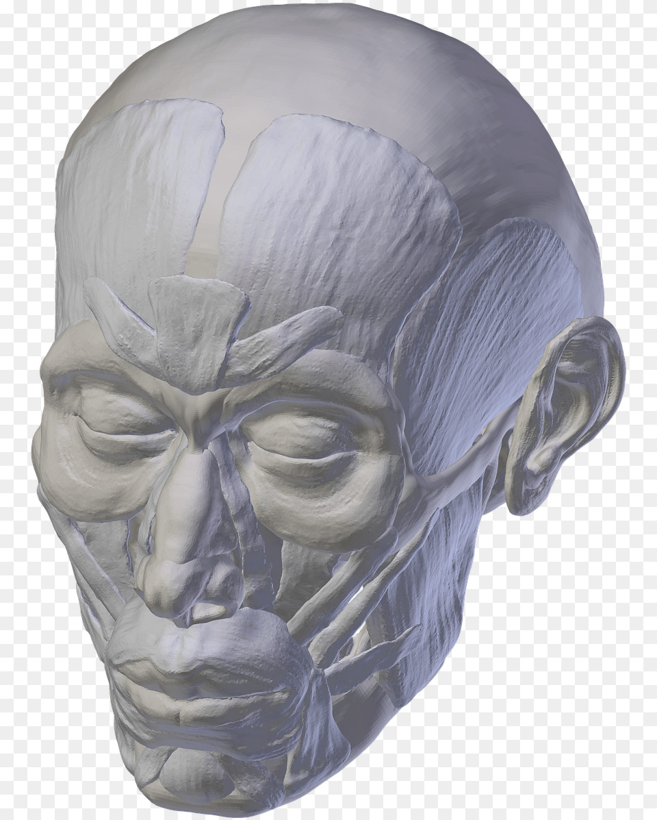 Skullanatomyskull And Skull, Adult, Male, Man, Person Png