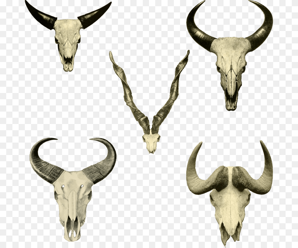 Skullheads, Animal, Mammal, Wildlife, Antelope Free Transparent Png