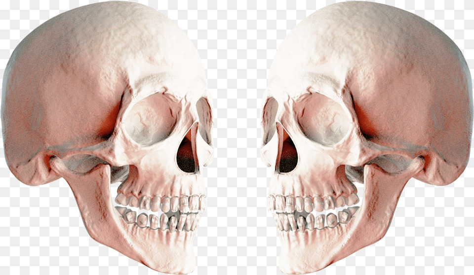 Skulls, Head, Person, Face, Adult Png Image