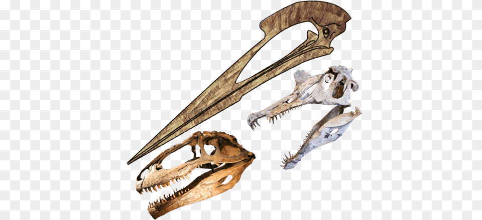 Skulls Length Comparison Of Hatzegopteryx Spinosaurus, Animal, Dinosaur, Reptile Png Image