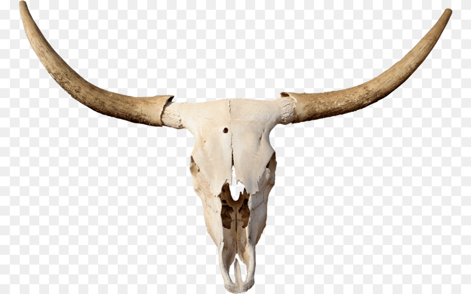 Skulls Longhorn Bull Skull, Animal, Mammal, Cattle, Livestock Free Png Download