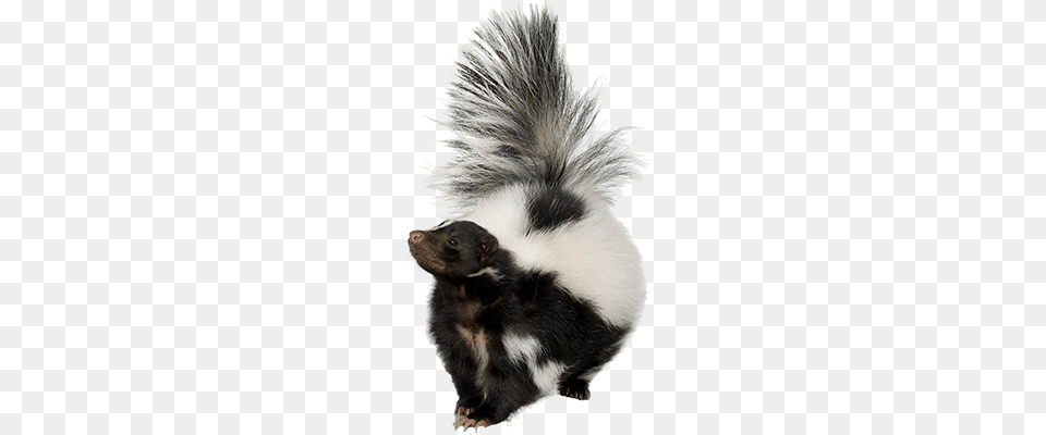 Skunk, Animal, Mammal, Wildlife, Rat Free Transparent Png